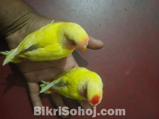 লাভবার্ড পাখি